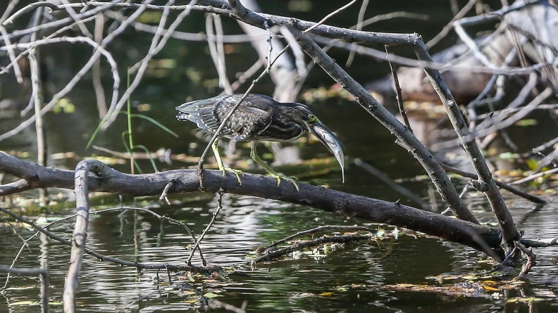 Night Heron eats fish in Bulacan province, the Philippines